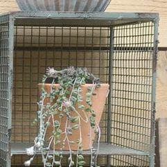 ディスプレイ　スチールラック　幅２２ｃｍ　メッシュ