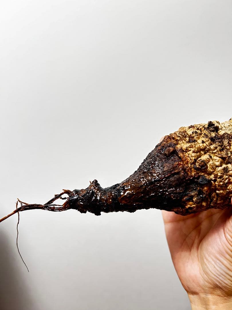 【現地発根株】オペルクリカリアパキプス