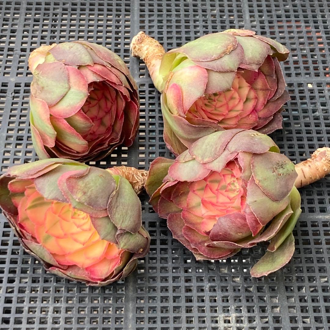 アエオニウム　韓国苗　プリンセス　多肉植物　ポコ多肉