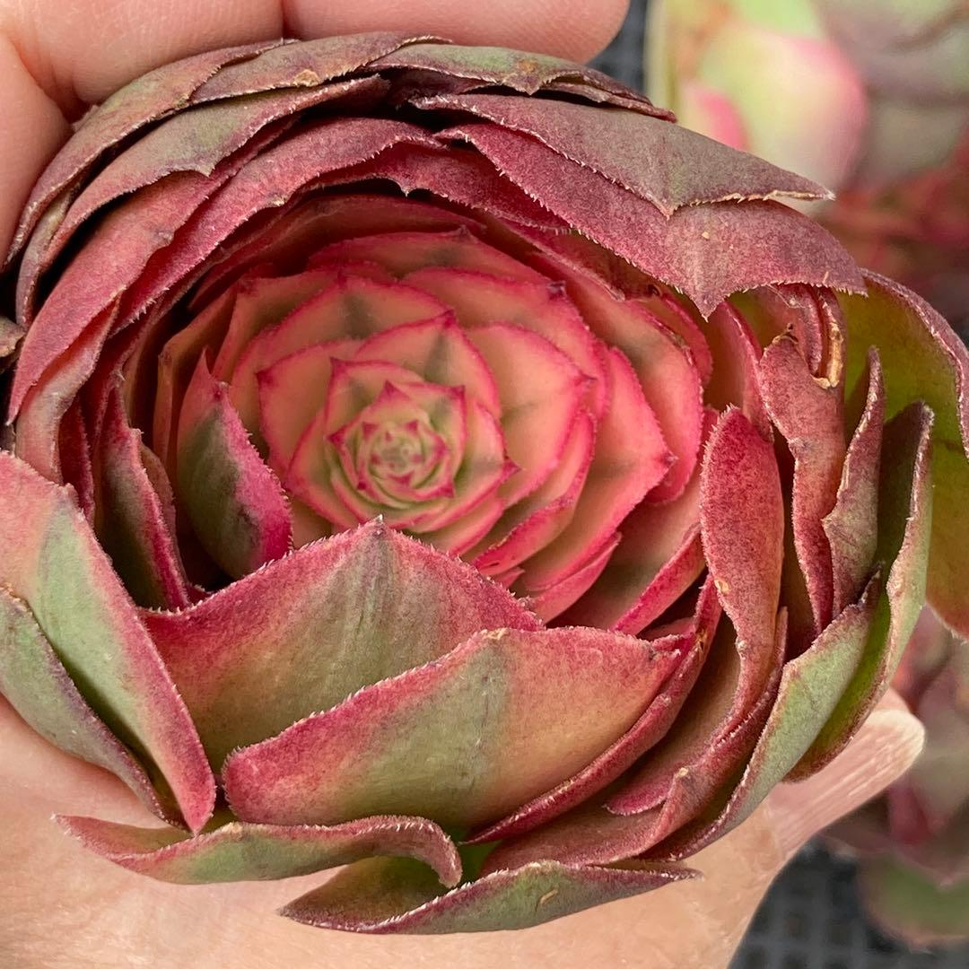 アエオニウム　韓国苗　プリンセス　多肉植物　ポコ多肉