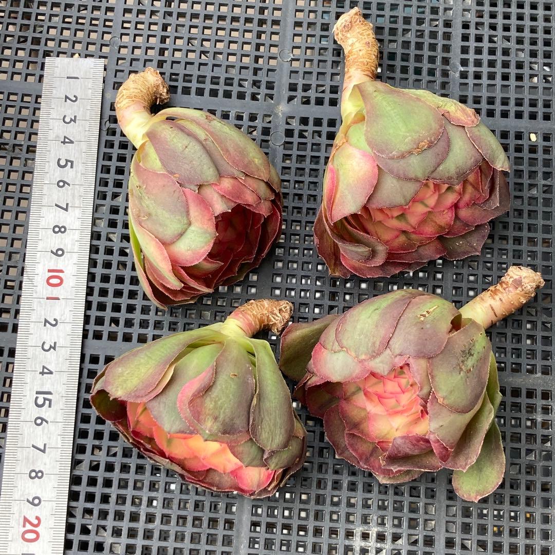 アエオニウム　韓国苗　プリンセス　多肉植物　ポコ多肉