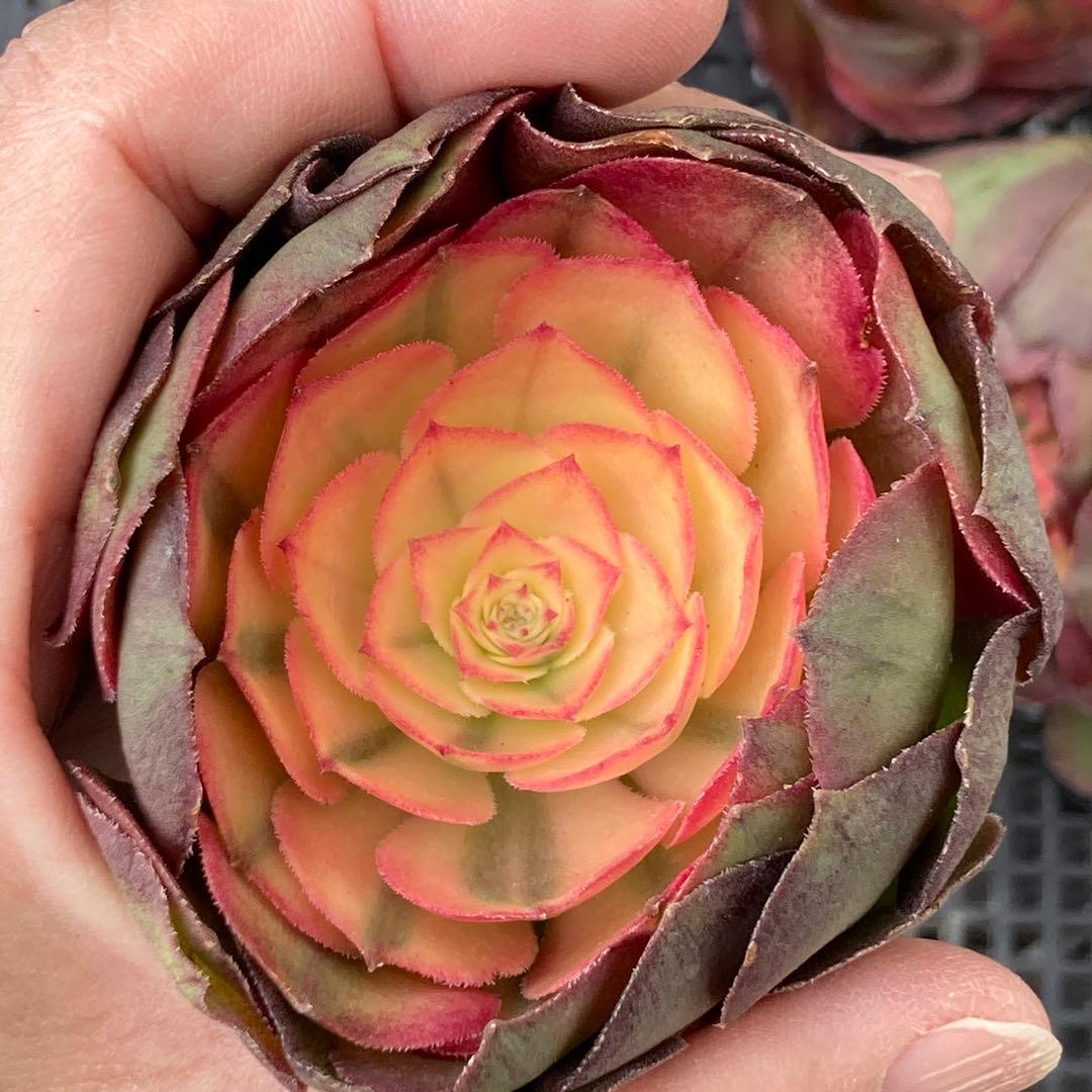 アエオニウム　韓国苗　プリンセス　多肉植物　ポコ多肉