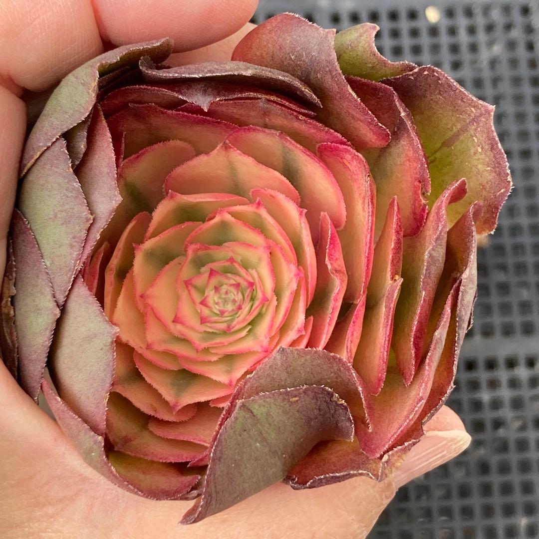 アエオニウム　韓国苗　プリンセス　多肉植物　ポコ多肉