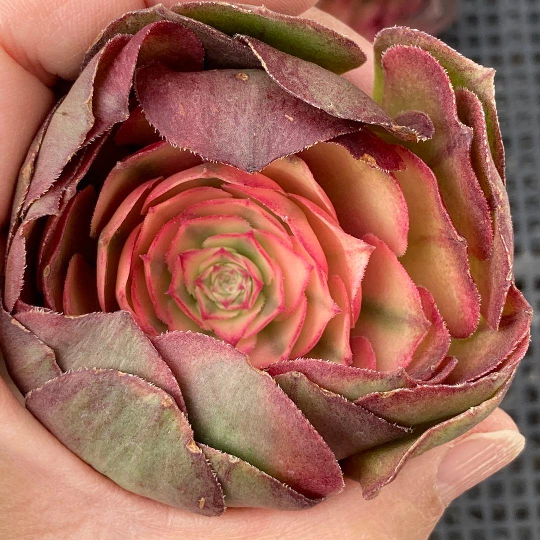 アエオニウム　韓国苗　プリンセス　多肉植物　ポコ多肉