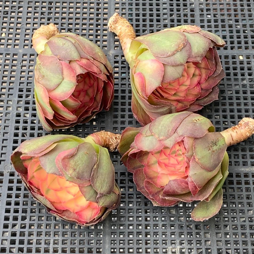 アエオニウム　韓国苗　プリンセス　多肉植物　ポコ多肉