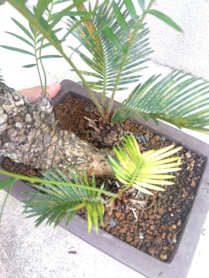 Norito　ソテツ　盆栽　8号陶器鉢つき