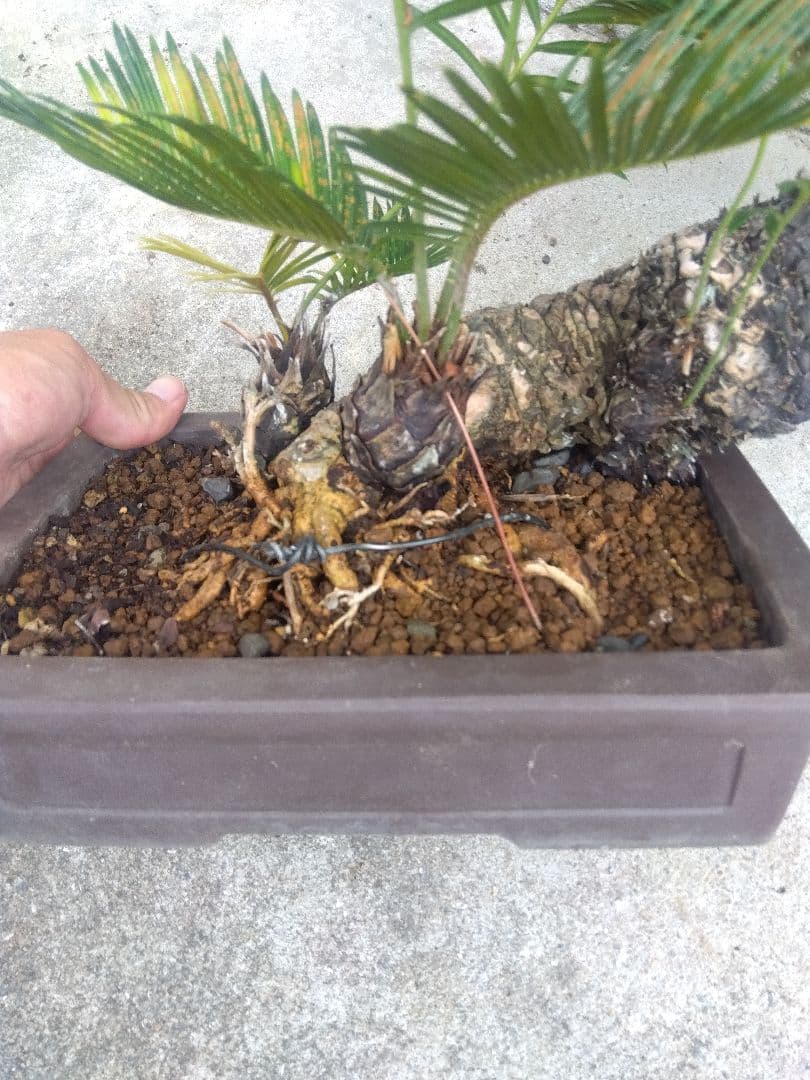 Norito　ソテツ　盆栽　8号陶器鉢つき