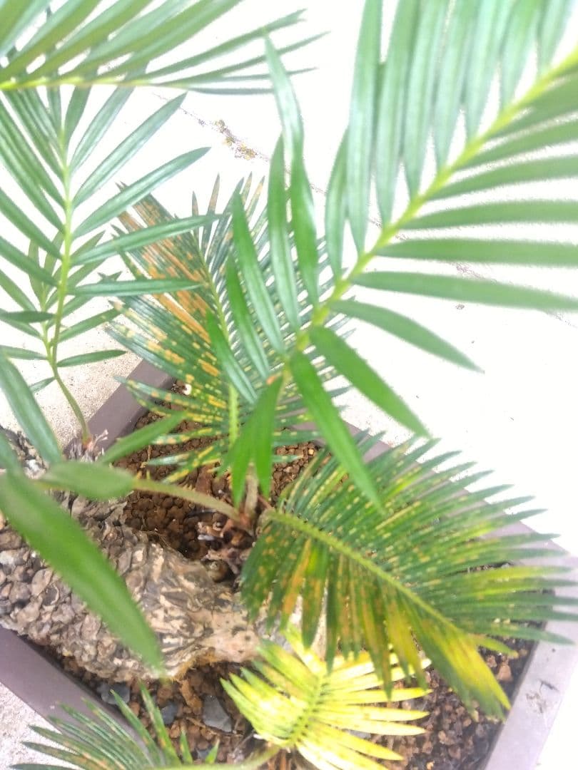 Norito　ソテツ　盆栽　8号陶器鉢つき