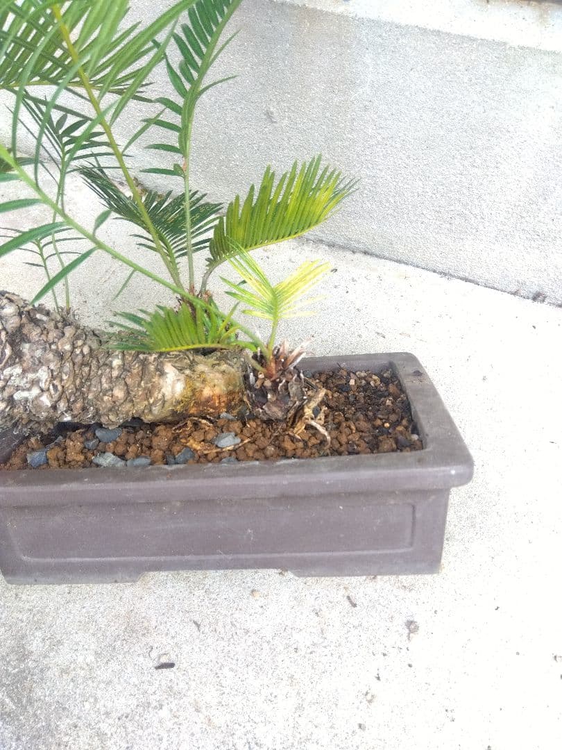 Norito　ソテツ　盆栽　8号陶器鉢つき