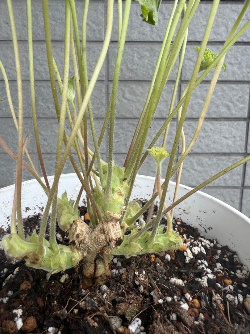 入手困難ゼラニウム苗 - メルカリ