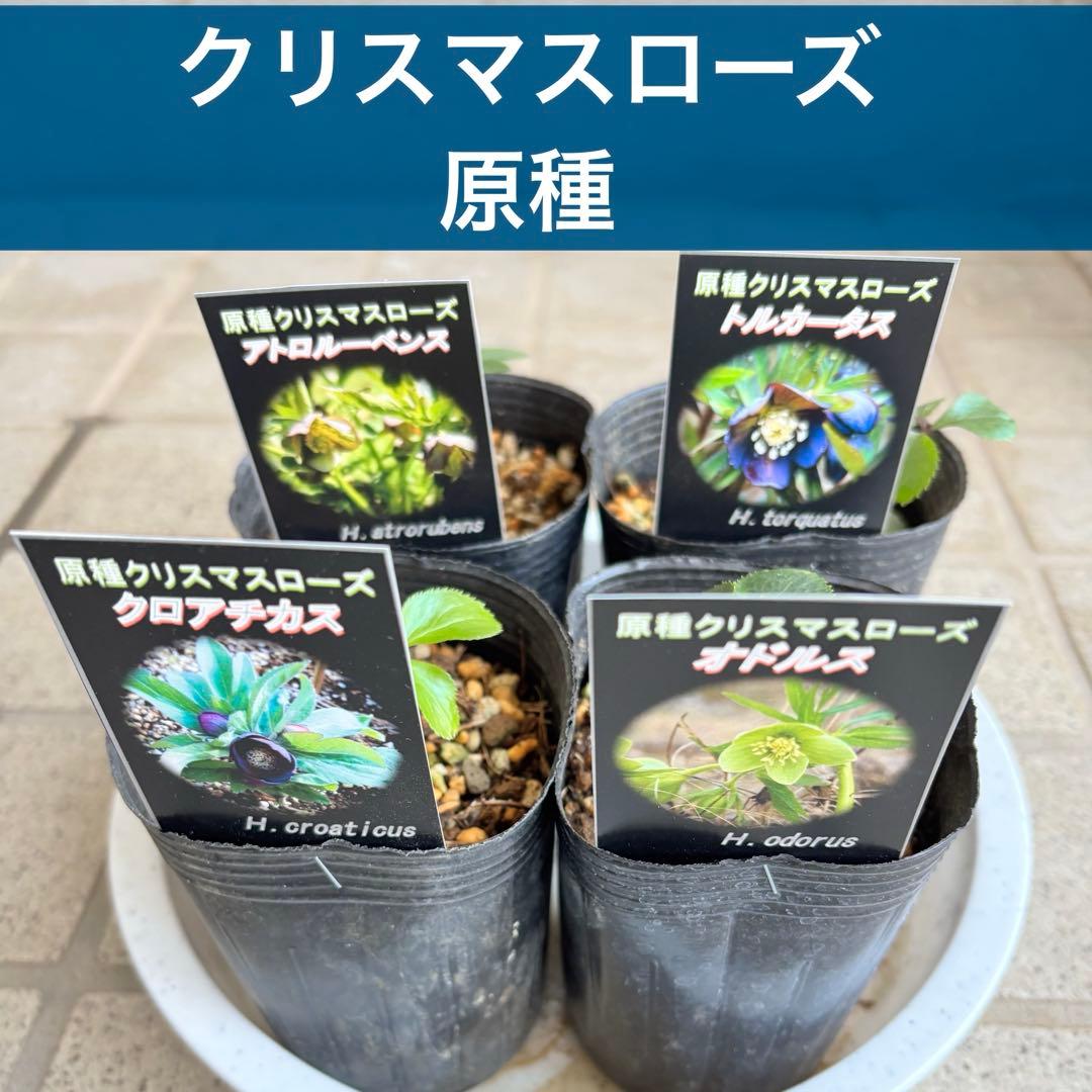 原種　クリスマスローズ 苗　クリロー　希少　クリスマスローズ　花苗