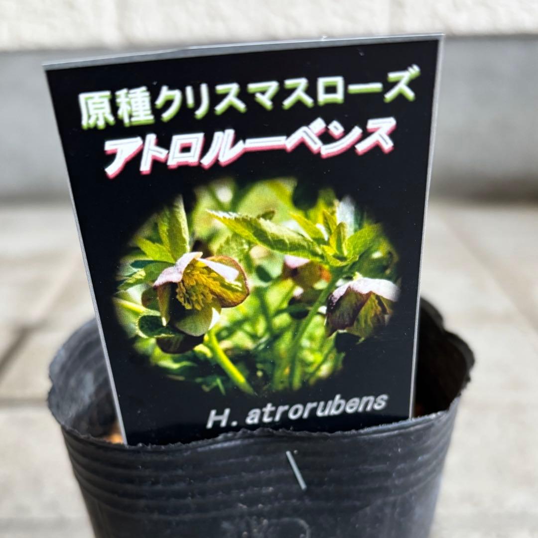 原種　クリスマスローズ 苗　クリロー　希少　クリスマスローズ　花苗