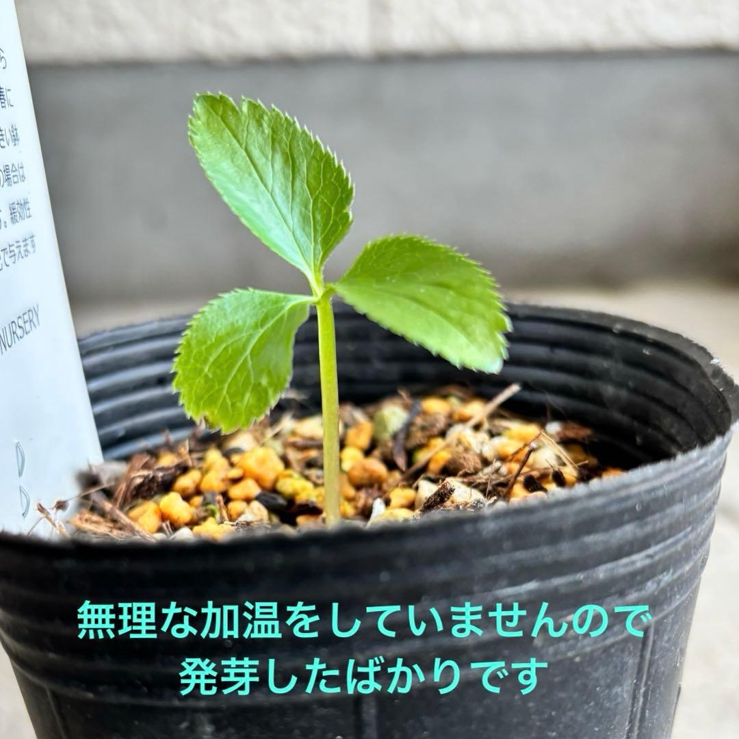 原種　クリスマスローズ 苗　クリロー　希少　クリスマスローズ　花苗