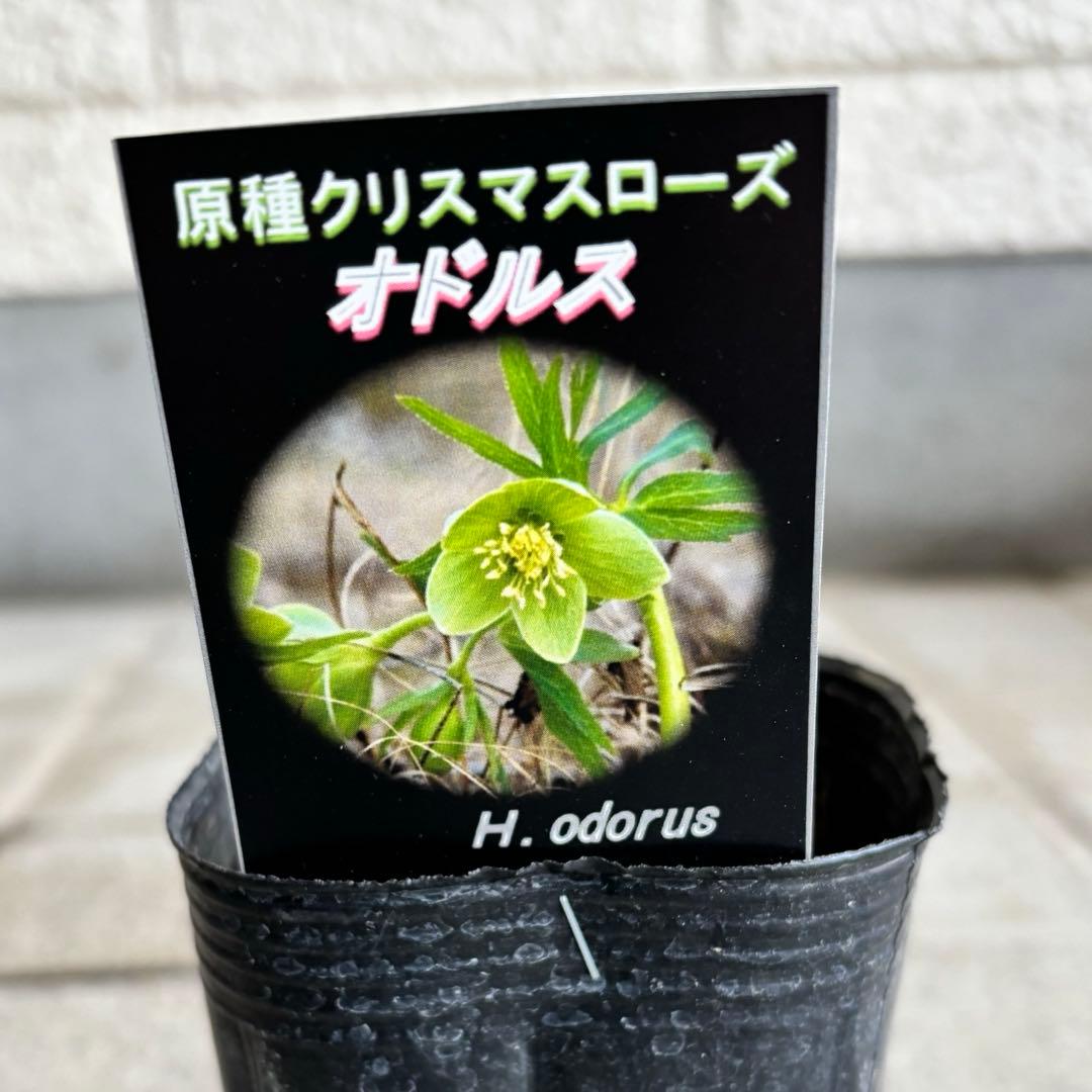 原種　クリスマスローズ 苗　クリロー　希少　クリスマスローズ　花苗