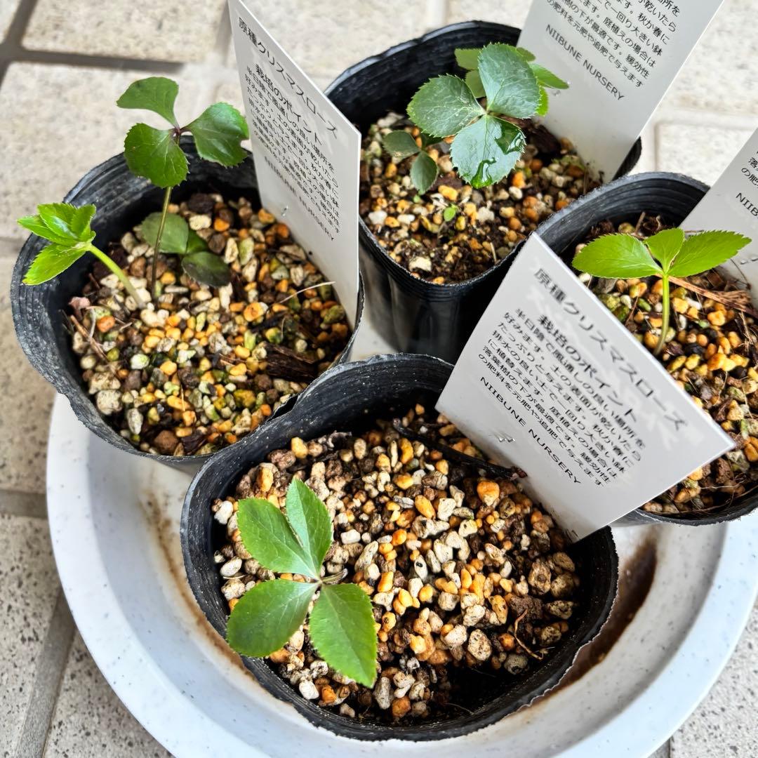 原種　クリスマスローズ 苗　クリロー　希少　クリスマスローズ　花苗