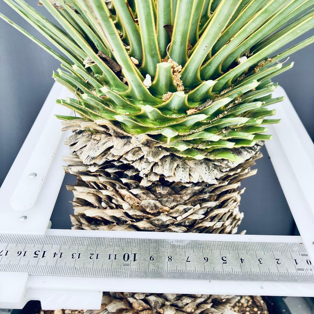 じゅんちちち様専用 ユッカ ロストラータ 発根済 TR25 - メルカリ