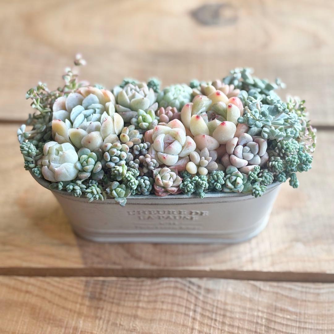 多肉植物寄せ植え♡そのまま飾れる♡専用