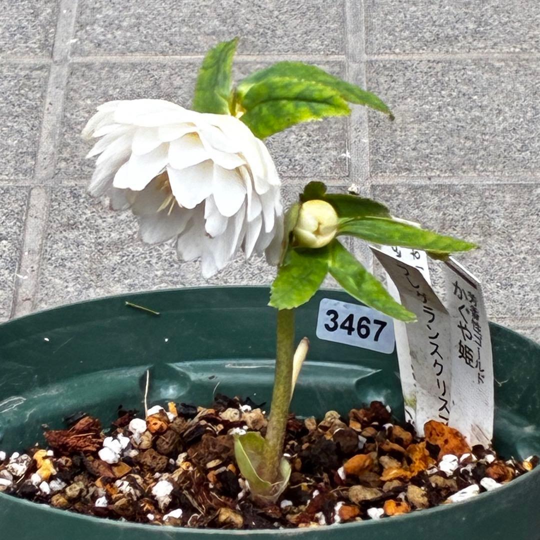 u*0様 3467☘️極上☘️花タグ付☘️強香⭐️かぐや姫⭐️フレグランスオーレ