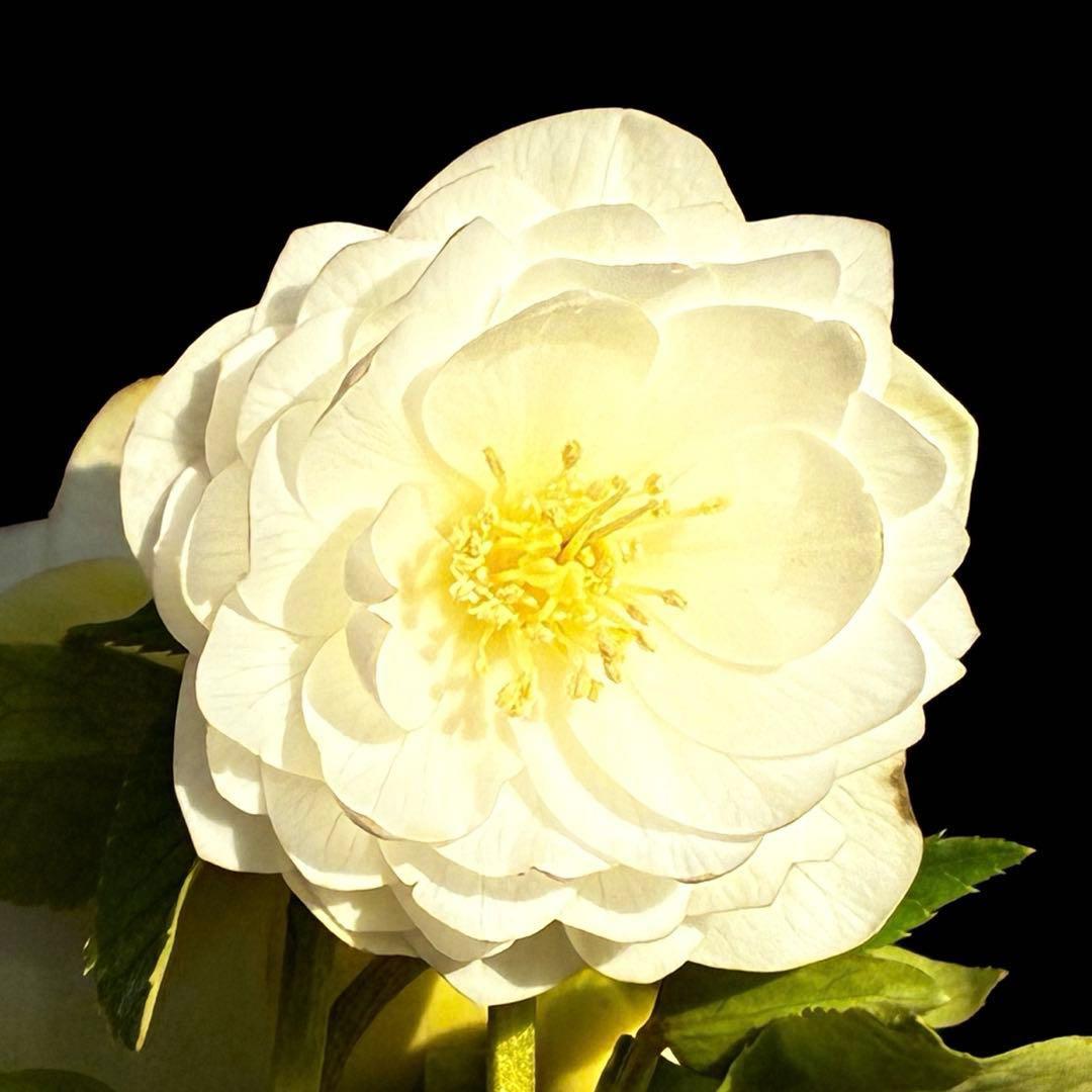 u*0様 3467☘️極上☘️花タグ付☘️強香⭐️かぐや姫⭐️フレグランスオーレ