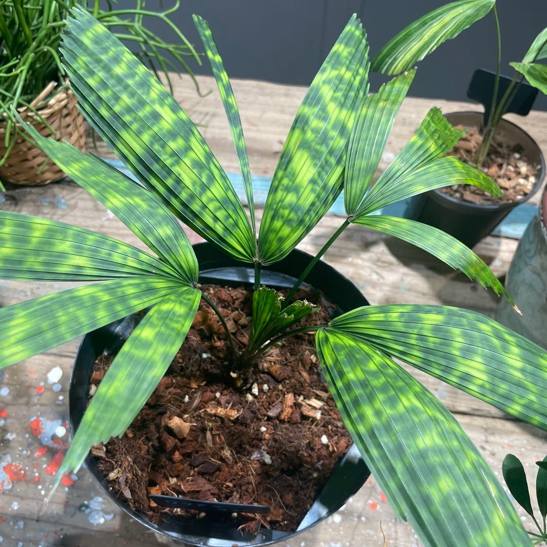 リクアラ　マプ　　希少ヤシ