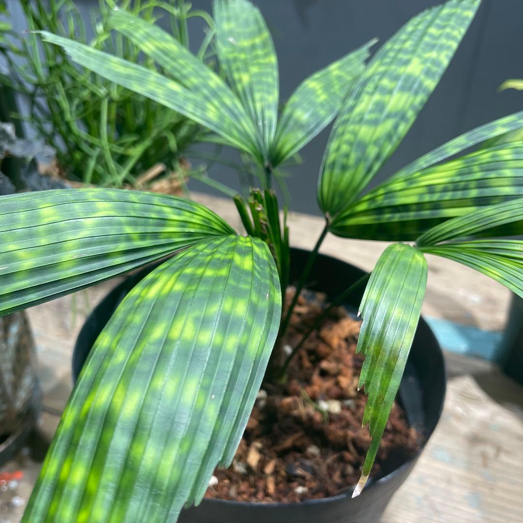 リクアラ　マプ　　希少ヤシ