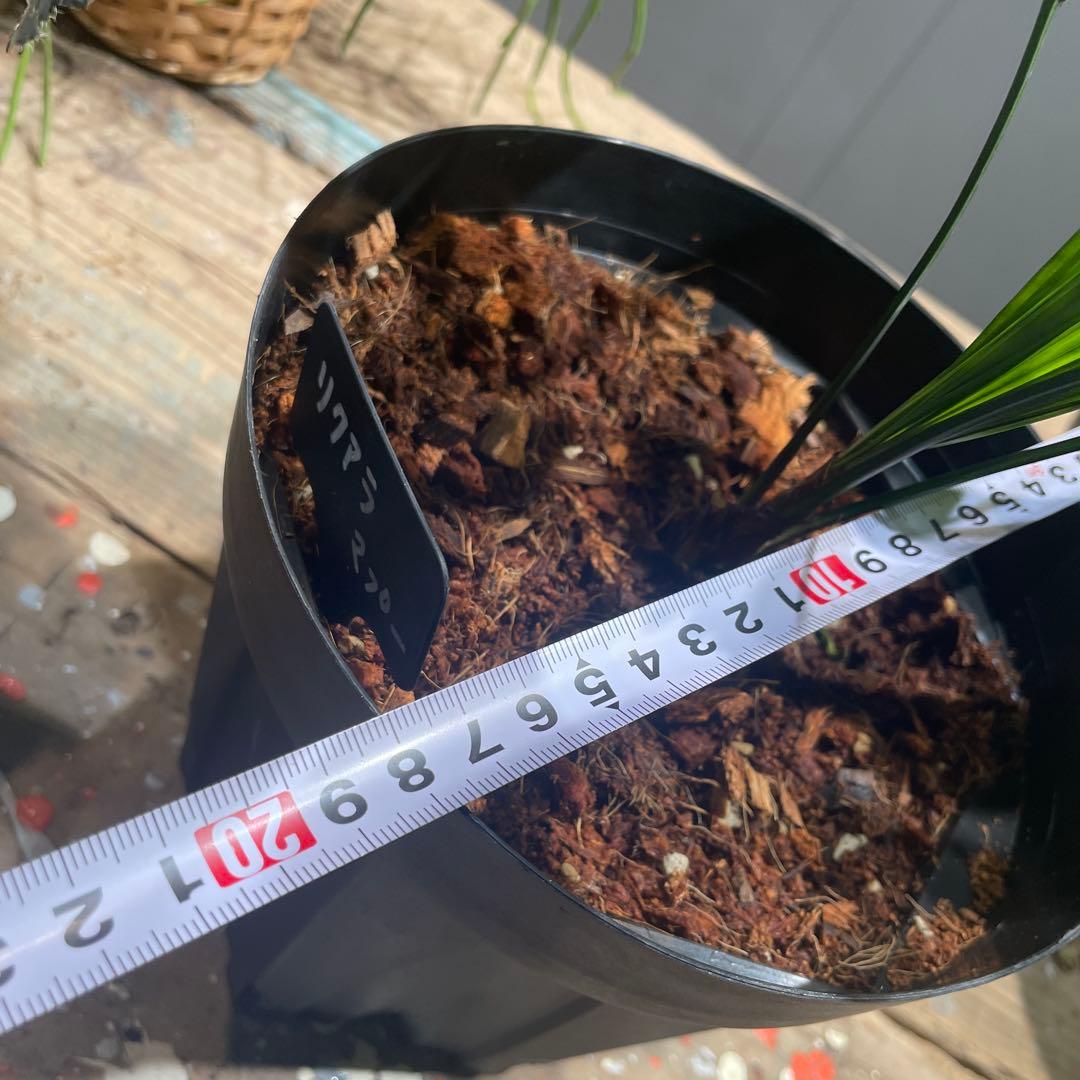 リクアラ　マプ　　希少ヤシ