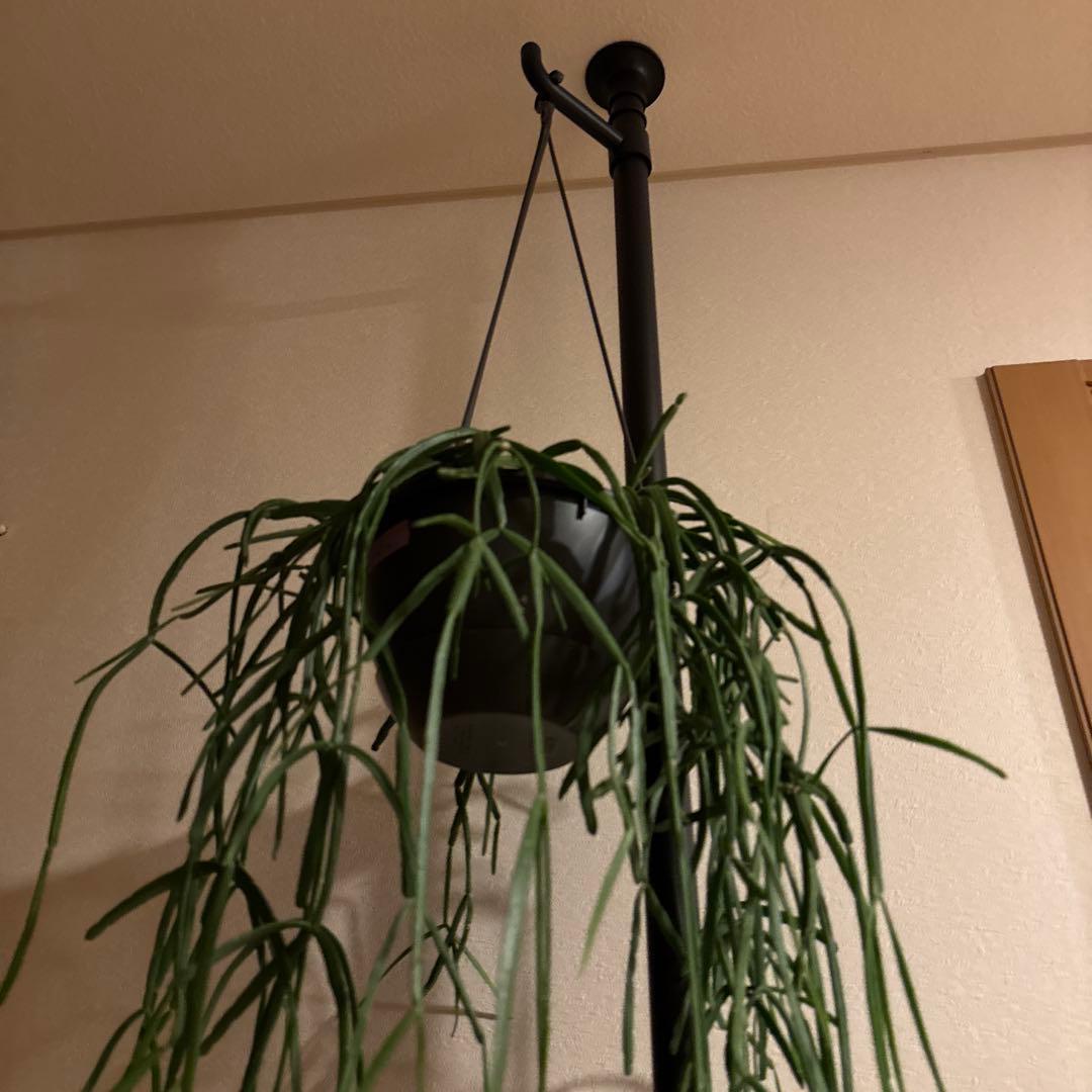 観葉植物 突っ張りポール 鉢2点 合計3点セット 240センチ前後 新品未使用品