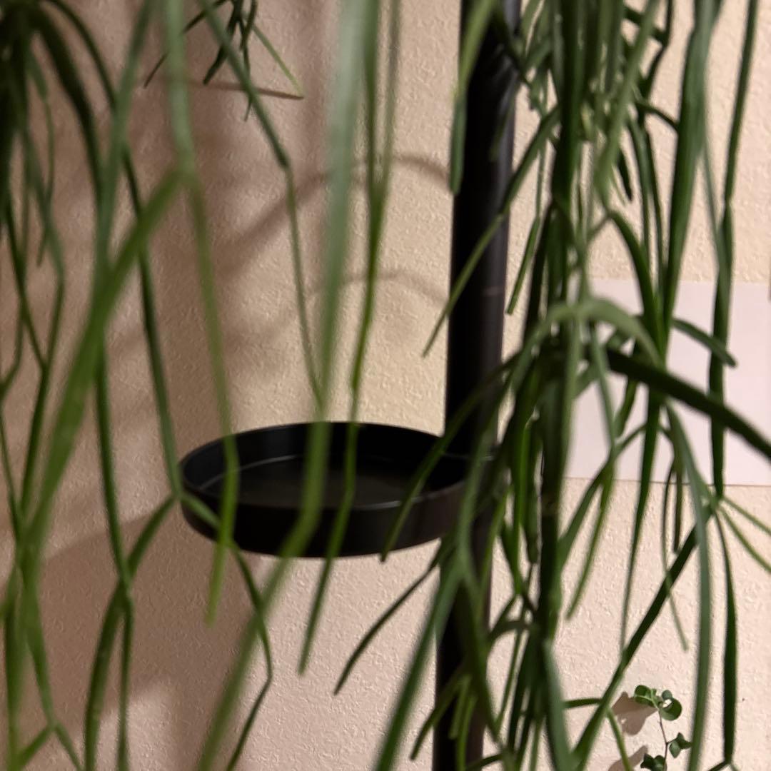 観葉植物 突っ張りポール 鉢2点 合計3点セット 240センチ前後 新品未使用品