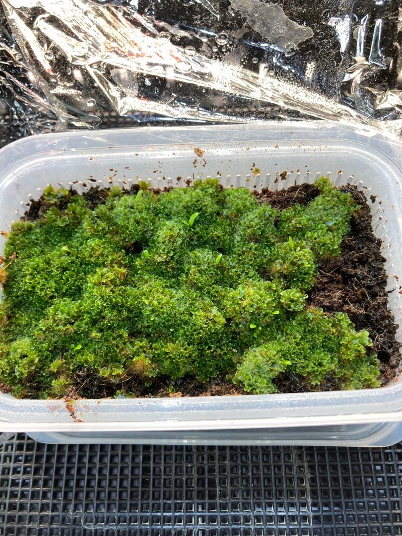 ビカクシダ　\"EXP\"(yellow moon dwarf spore) 胞子