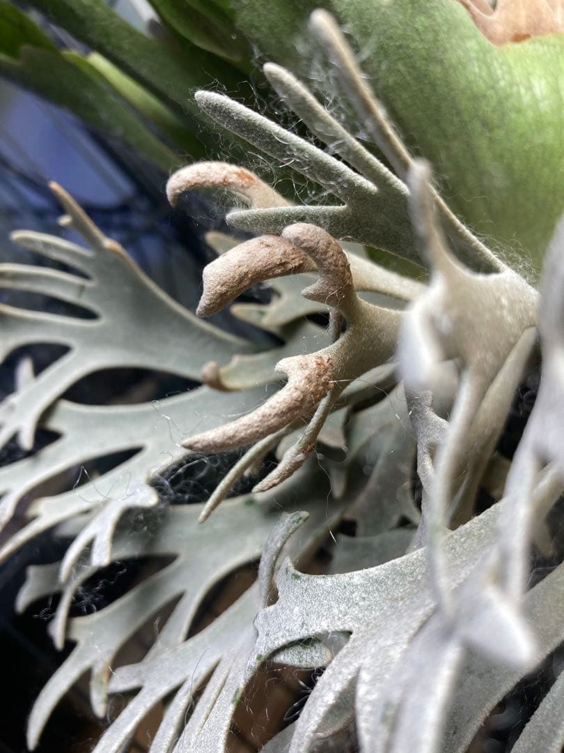 ビカクシダ　\"EXP\"(yellow moon dwarf spore) 胞子