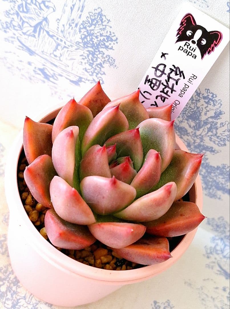 たにく小町 ＊プロフ必読＊様 リクエスト 2点 まとめ商品