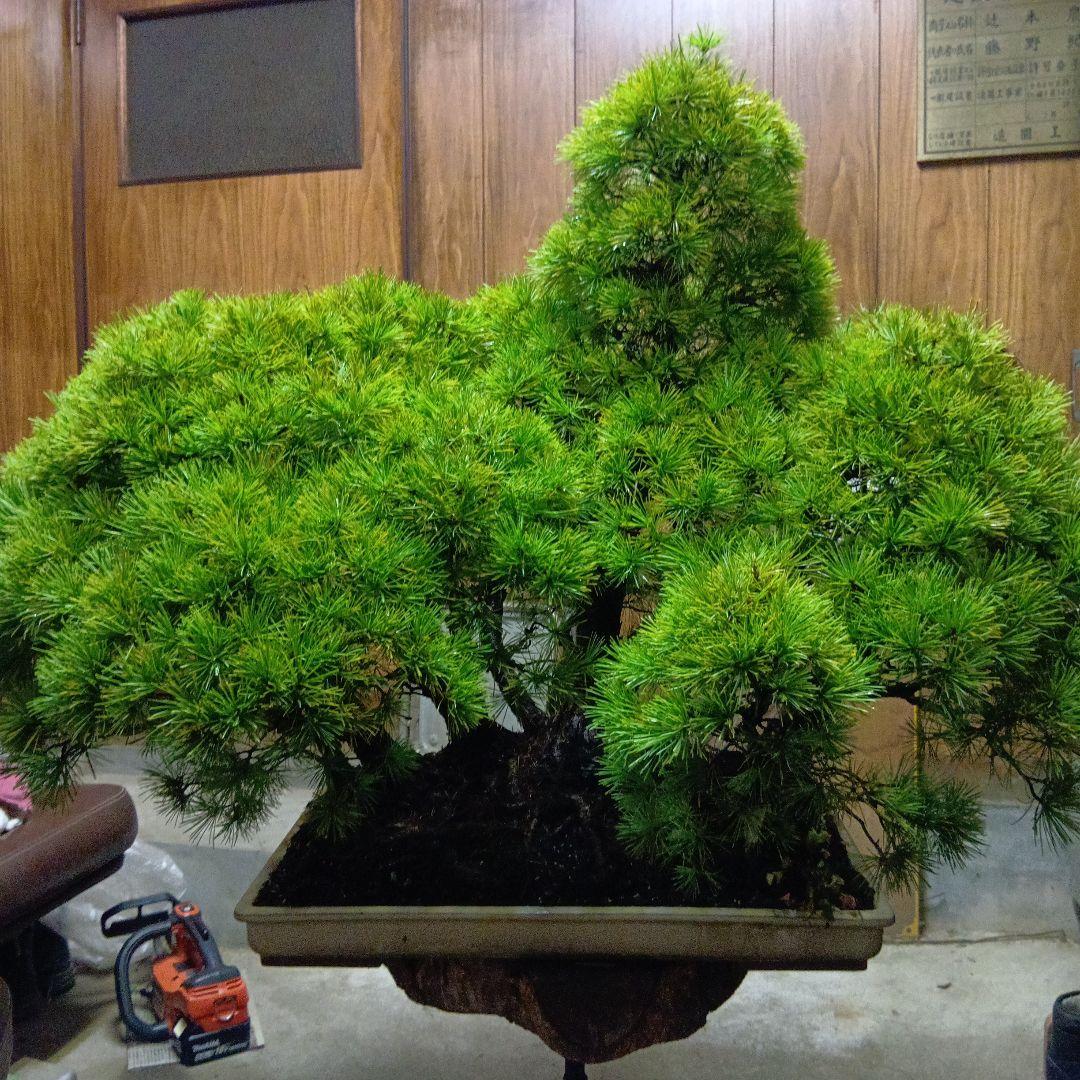 五葉松の盆栽（根連なり70年数持ち込み古い）