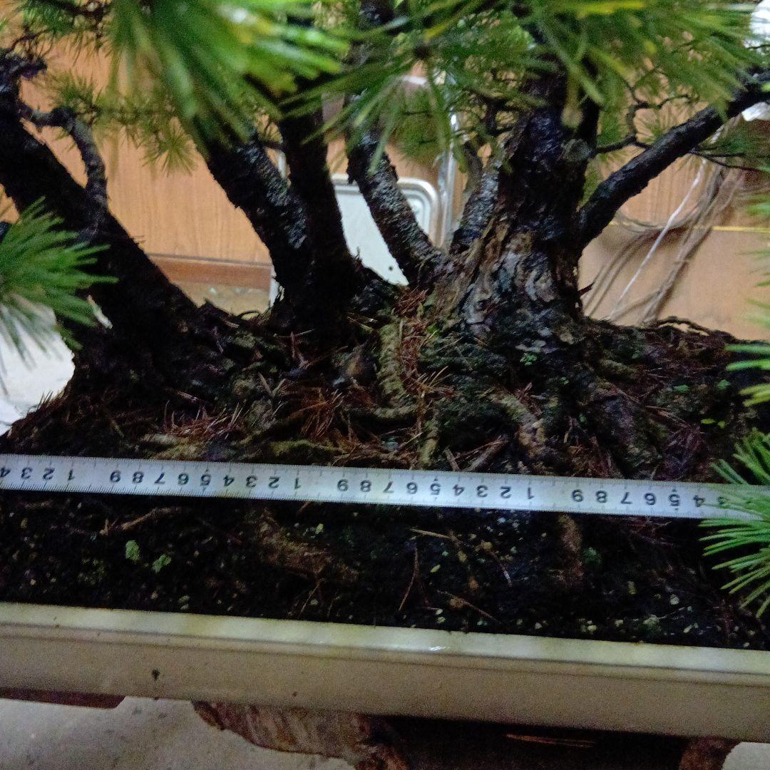 五葉松の盆栽（根連なり70年数持ち込み古い）