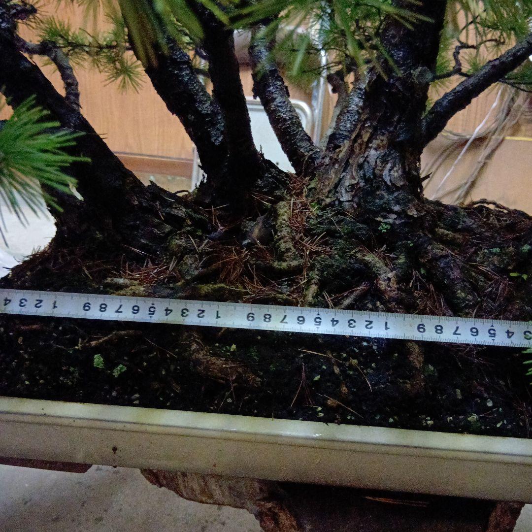 五葉松の盆栽（根連なり70年数持ち込み古い）