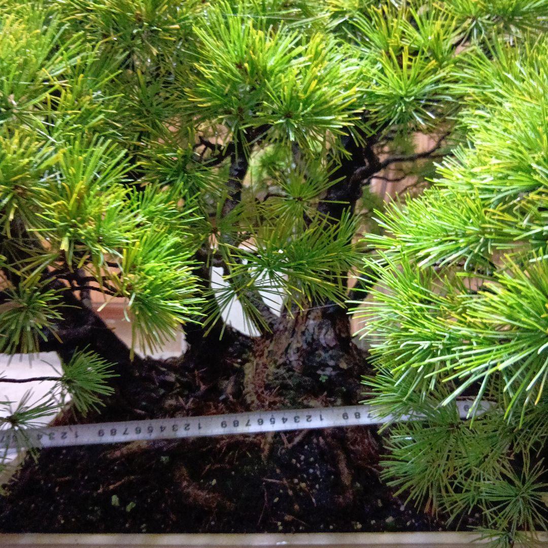 五葉松の盆栽（根連なり70年数持ち込み古い）