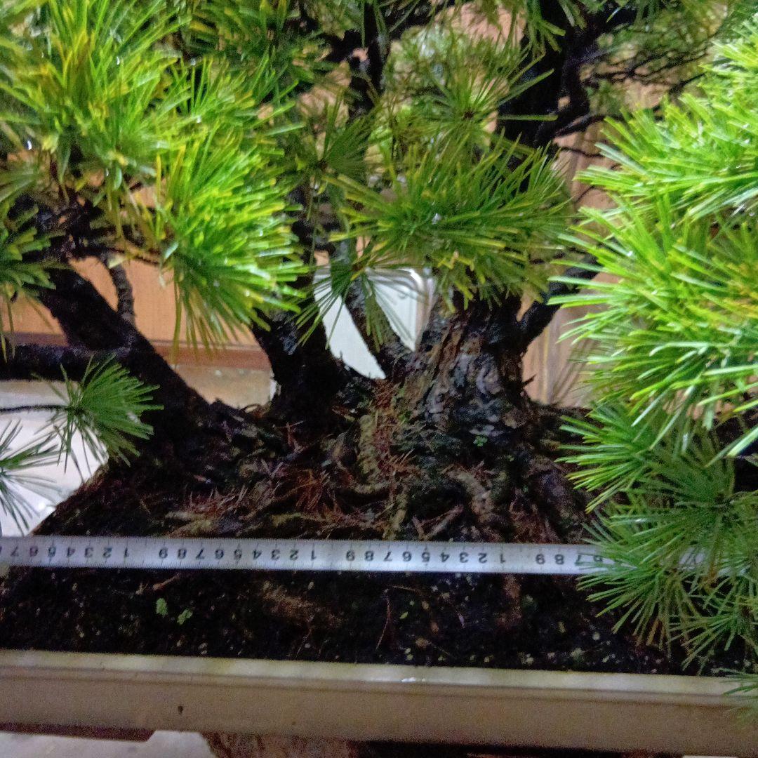 五葉松の盆栽（根連なり70年数持ち込み古い）
