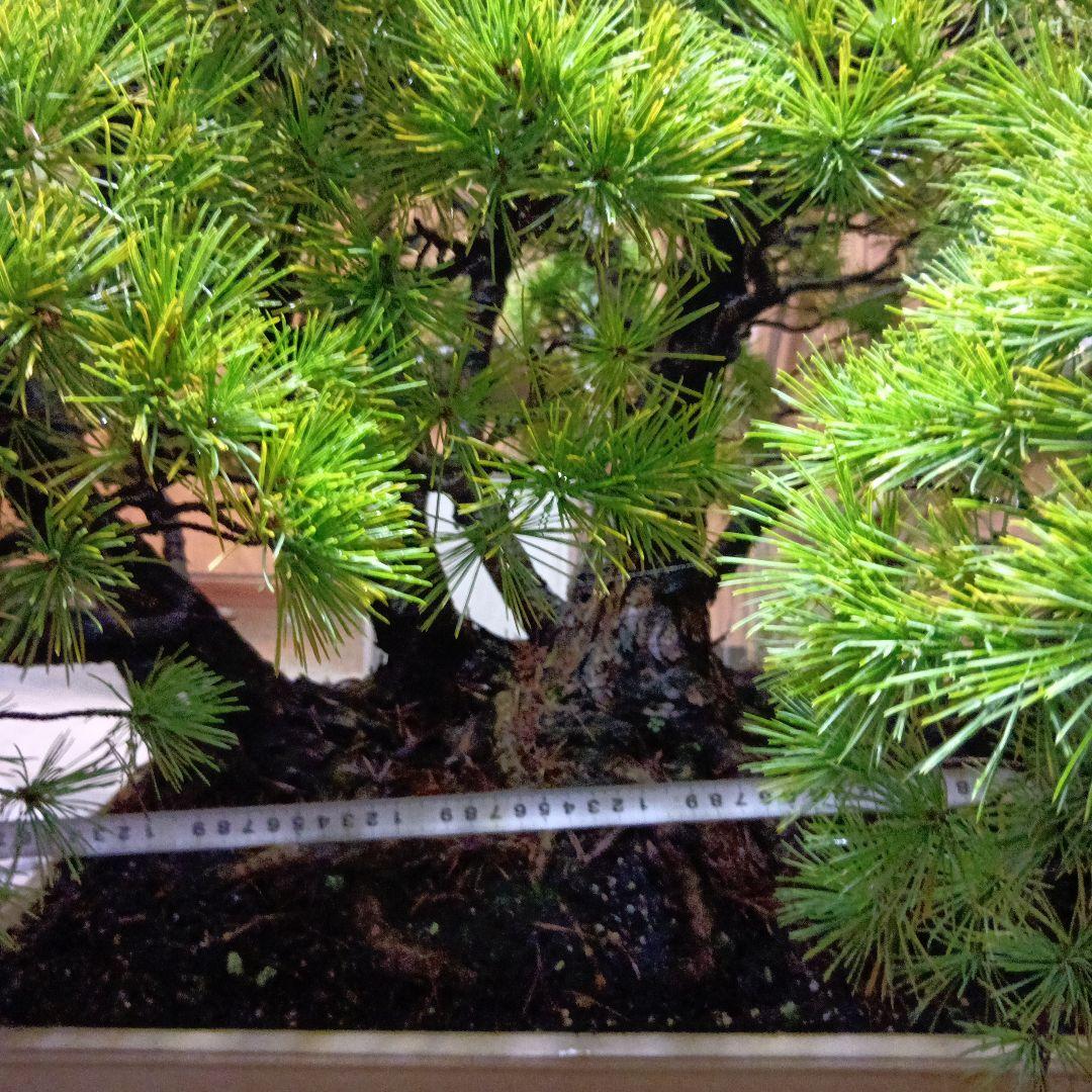 五葉松の盆栽（根連なり70年数持ち込み古い）