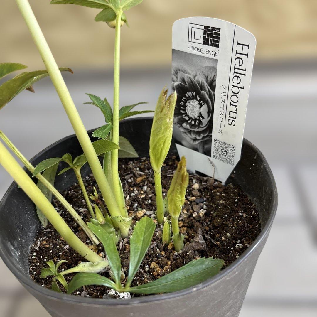 リバーシブルオーレアミスト 広瀬園芸 クリスマスローズ 白抜け 開花株