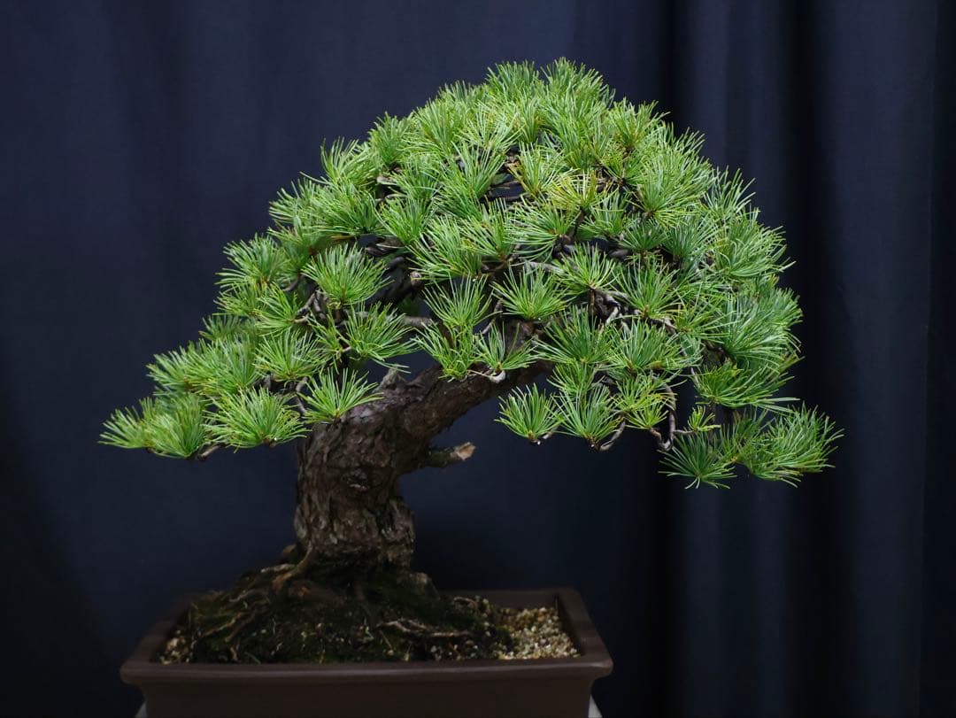 逸品　五葉松　太幹　良いサイズ　整姿　樹高45cm