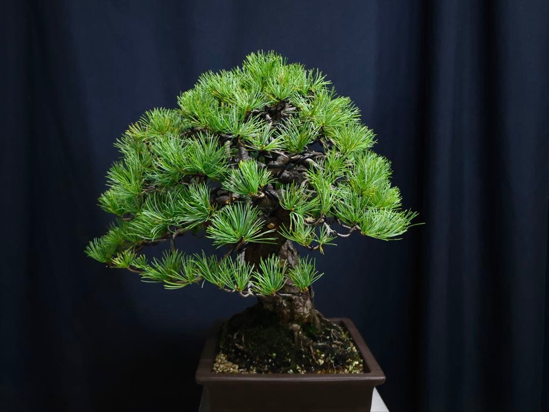 逸品　五葉松　太幹　良いサイズ　整姿　樹高45cm