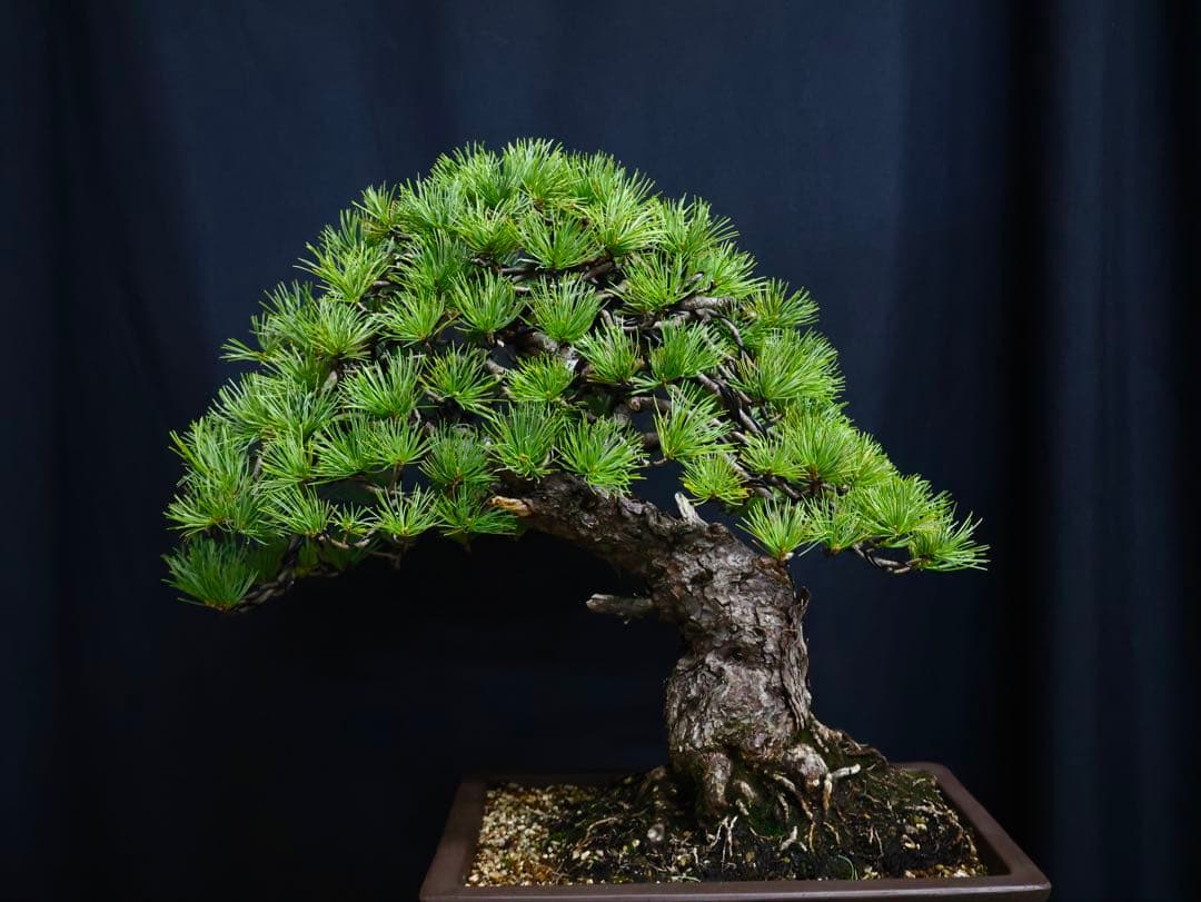 逸品　五葉松　太幹　良いサイズ　整姿　樹高45cm