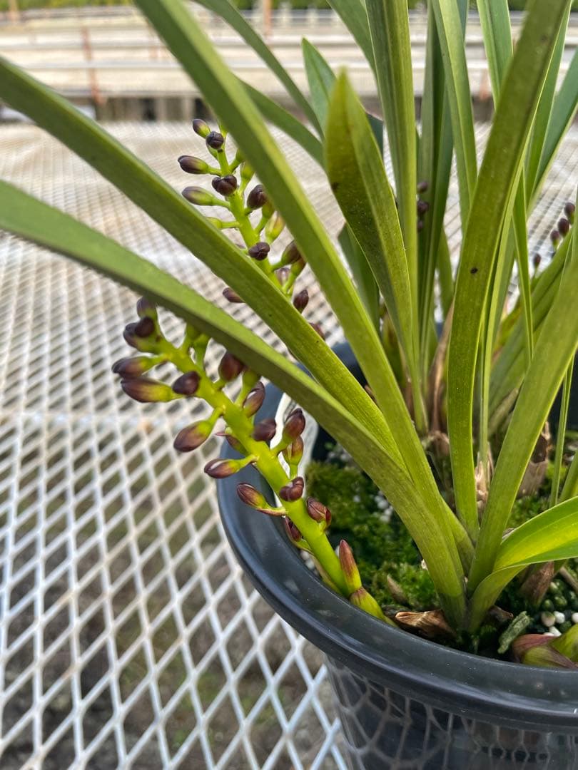 R8年キンリョウヘン花芽7本#1 - メルカリ