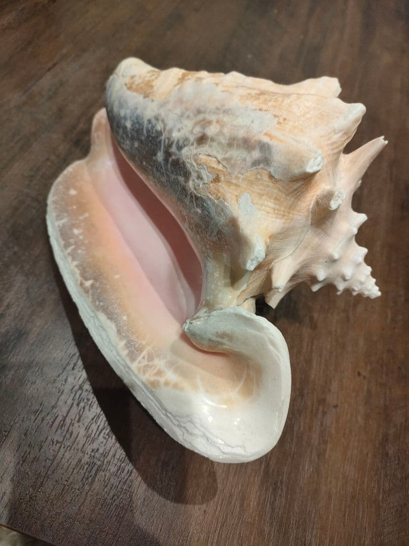 特大サイズ クイーンコンクシェル コンク貝