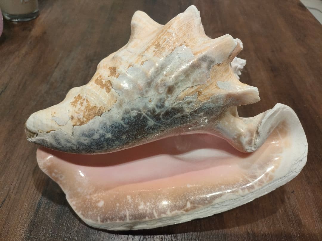 特大サイズ クイーンコンクシェル コンク貝