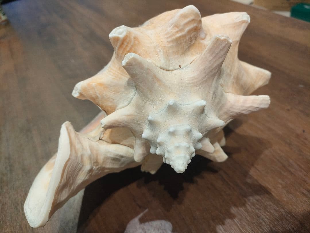 特大サイズ クイーンコンクシェル コンク貝