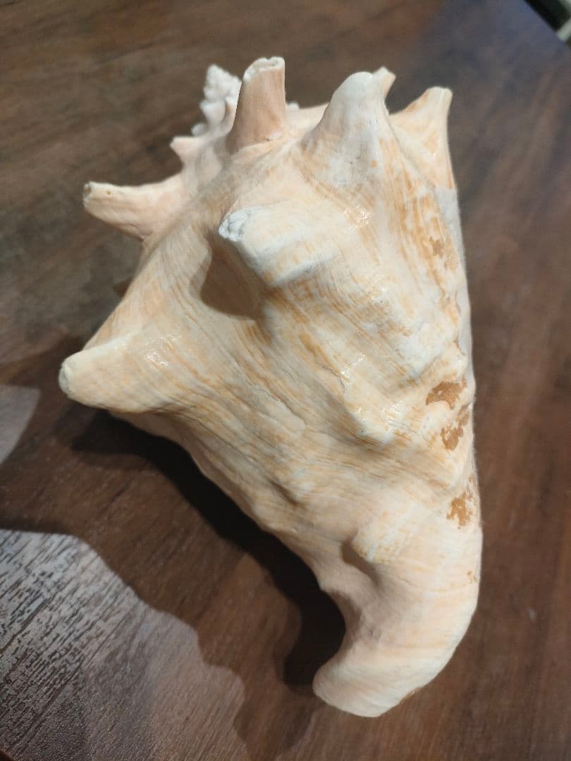 特大サイズ クイーンコンクシェル コンク貝