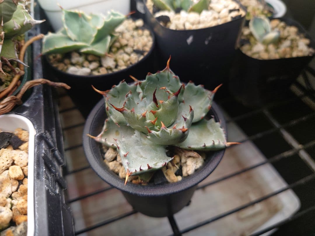 アガベ ハイブリッド 姫蠍蟹 子株 イシスメンシス - メルカリ