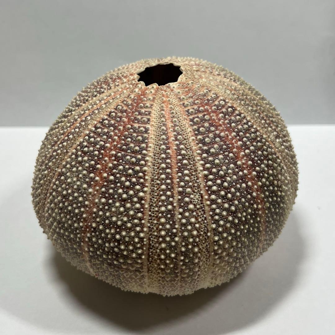 ウニの殻 2個セット インテリア　オーストラリア　ウーチン　標本　鉱物