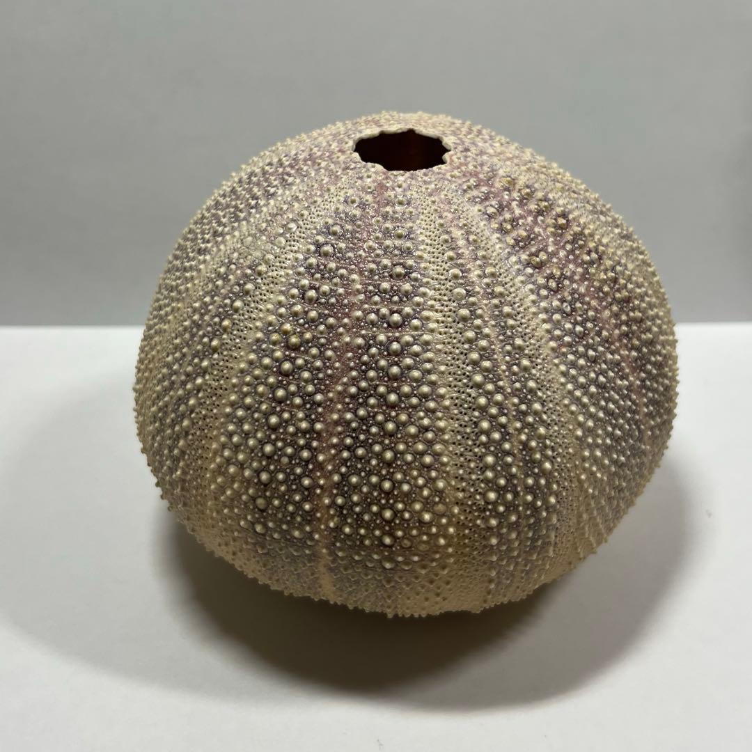 ウニの殻 2個セット インテリア　オーストラリア　ウーチン　標本　鉱物