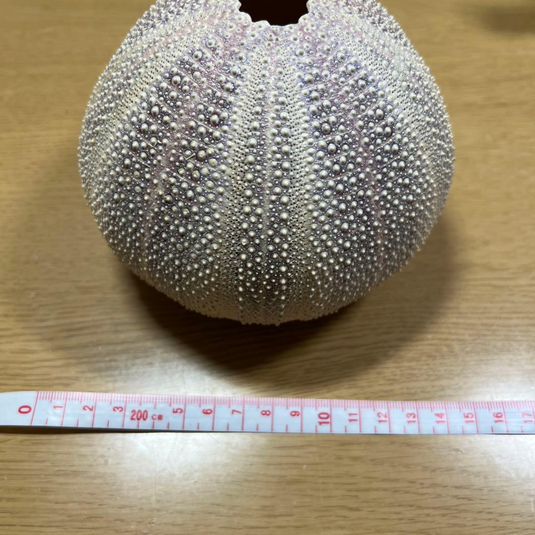 ウニの殻 2個セット インテリア　オーストラリア　ウーチン　標本　鉱物